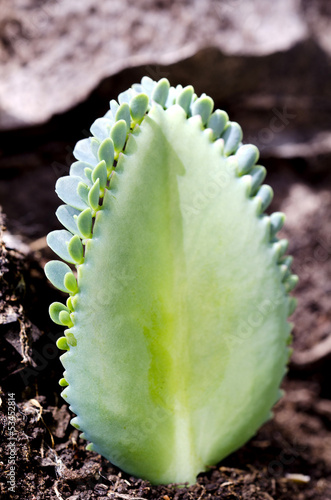 Green leaf with brown soi ,Closeup.