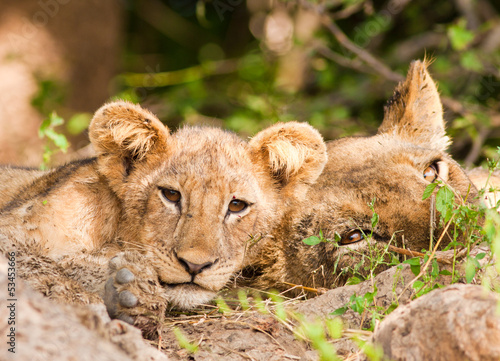 Cute Lion Cub with Mother