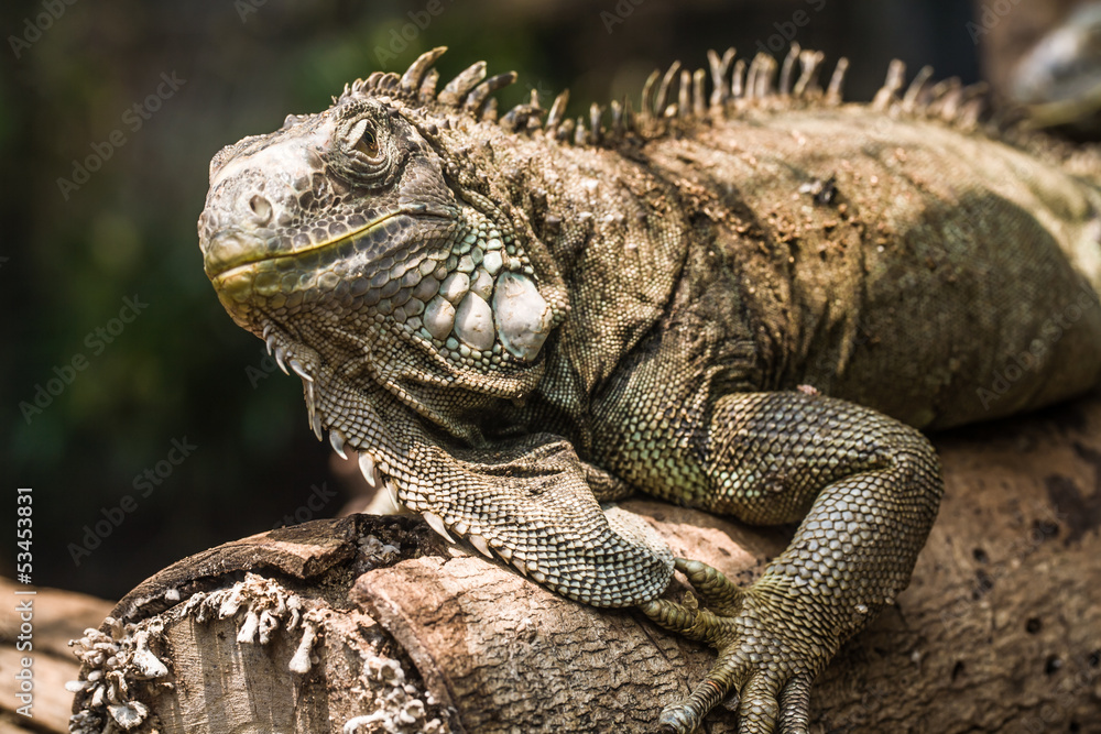 Green Iguana