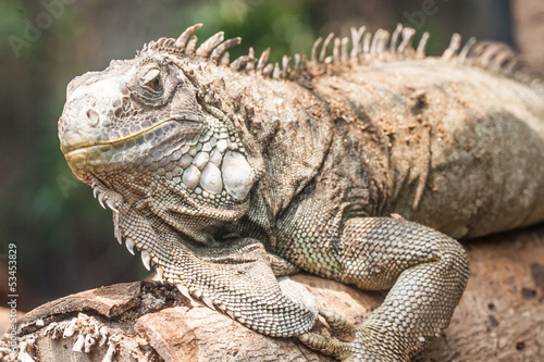 Iguana sitting on the tree