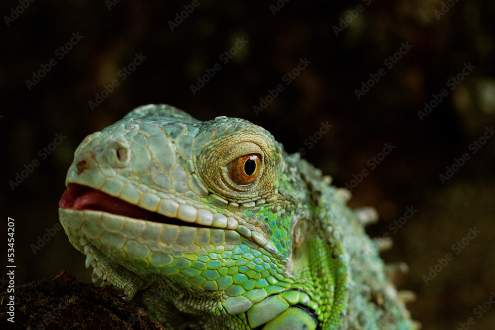 portrait about a green iguana portrait about a green iguana