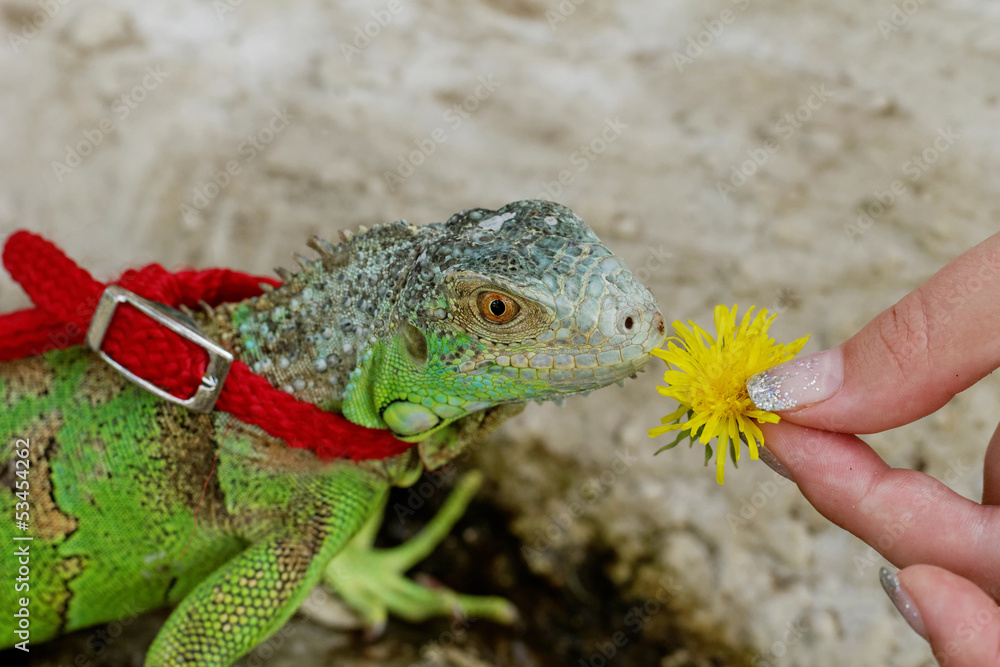 Obraz premium green iguana on a leash