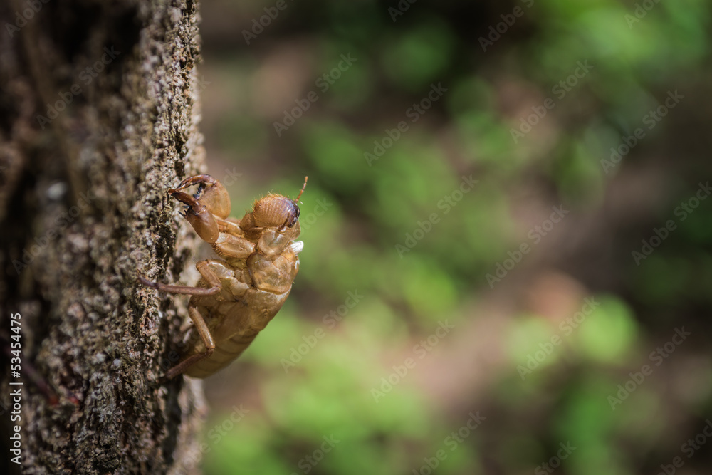 Obraz premium Cicada slough off its skin