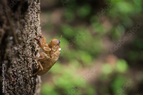 Cicada slough off its skin