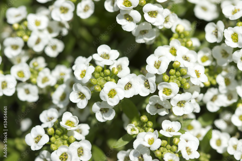 White flowers background White flowers background