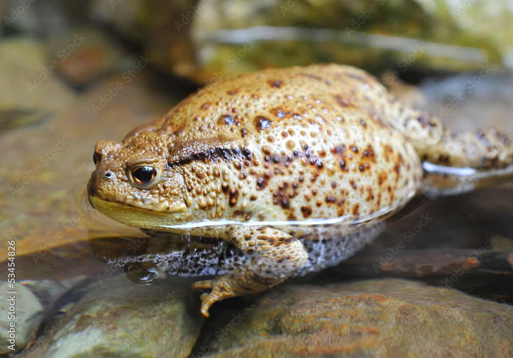 Obraz premium European toad (Bufo bufo) has a rest in water