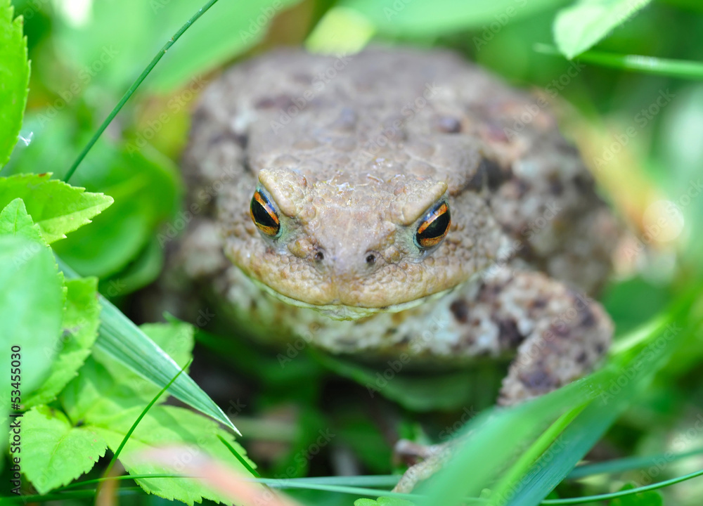 Obraz premium European toad (Bufo bufo) in a green grass