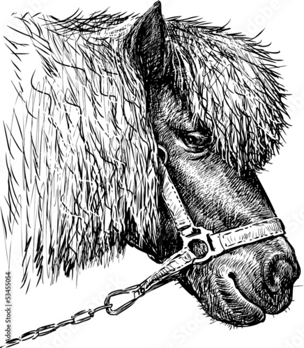 head of a pony
