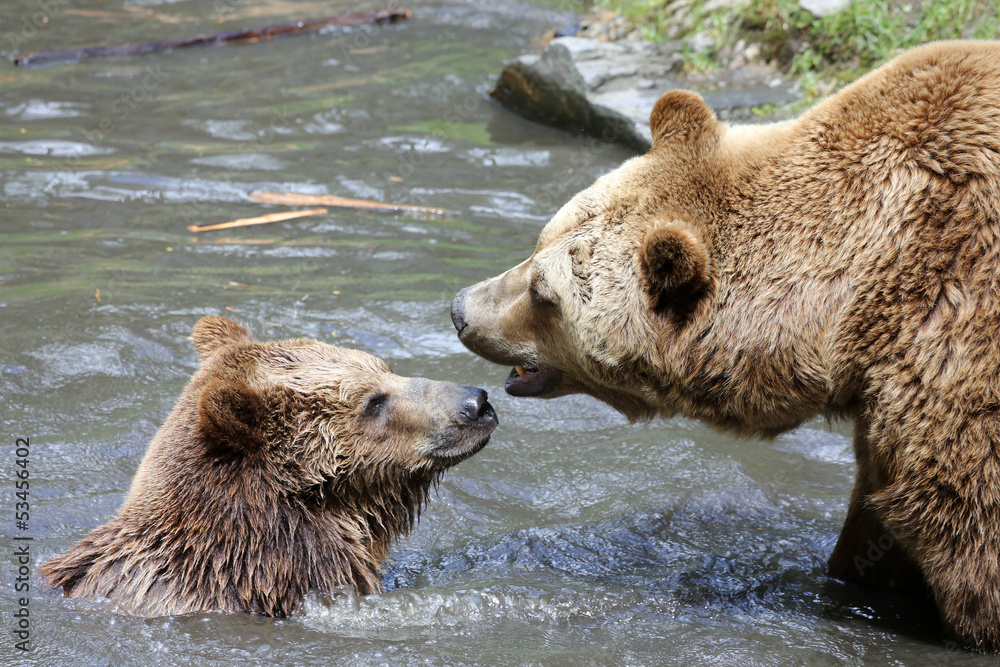 Obraz premium spielende Braunbären