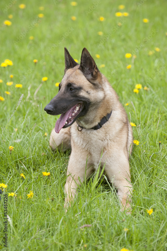 Police dog sitting in a field
