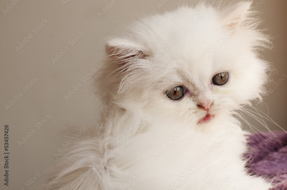 Sad white Persian kitten
