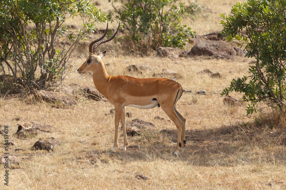 Fototapeta premium impala
