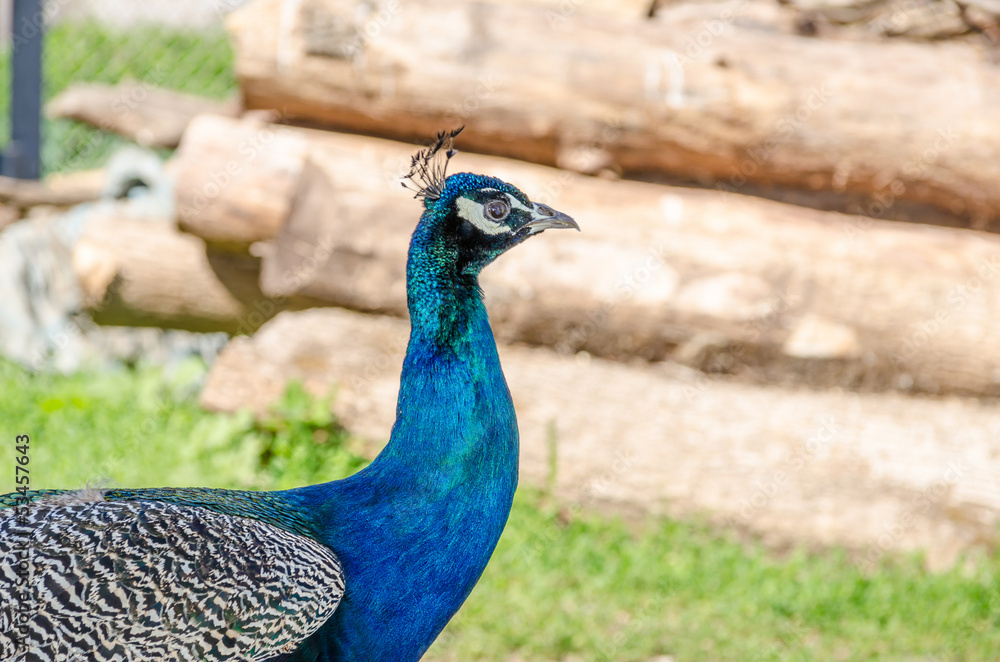 Obraz premium Peacock