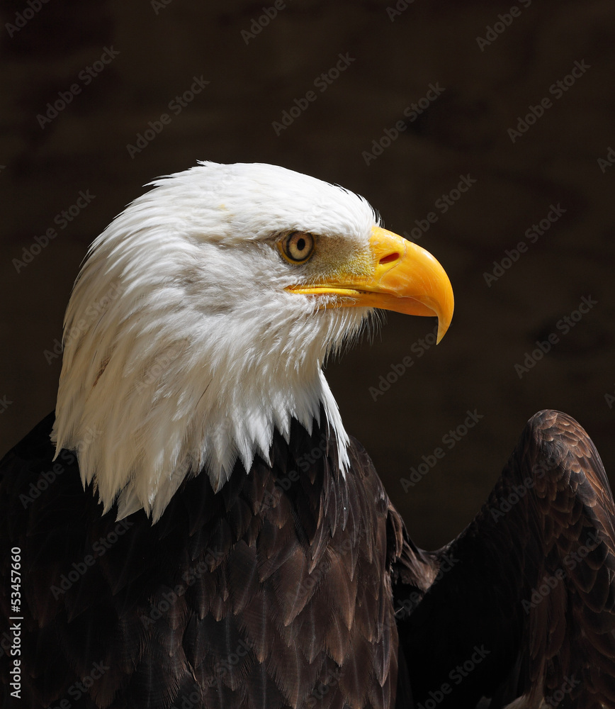Obraz premium Close up of an American Bald Eagle
