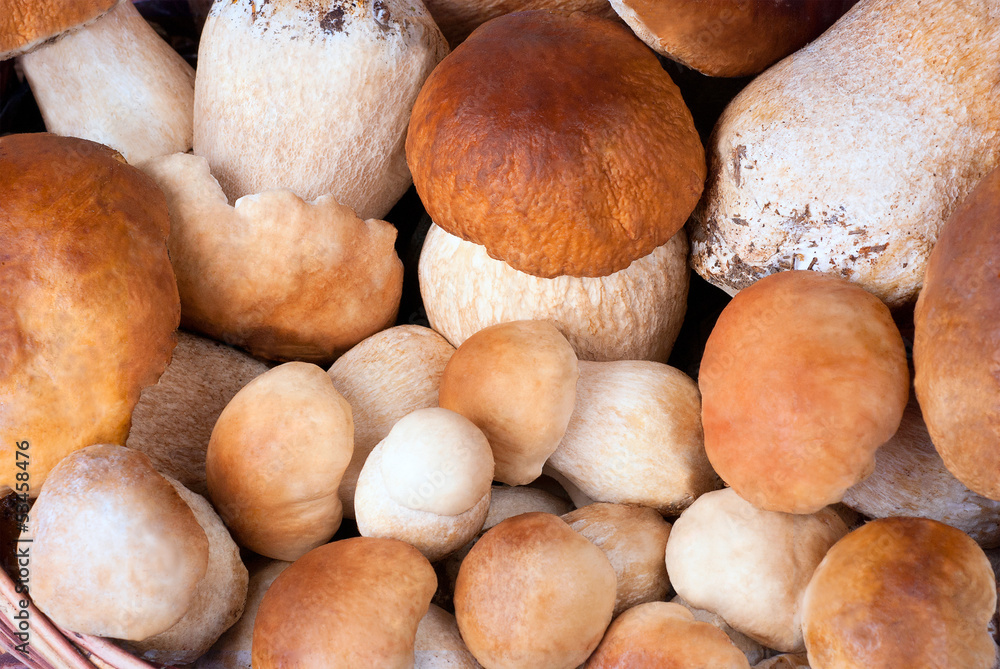 a background from mushrooms a background from mushrooms