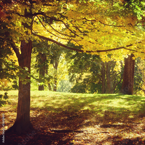 Fototapete Autumn trees in Central Park, New York, USA