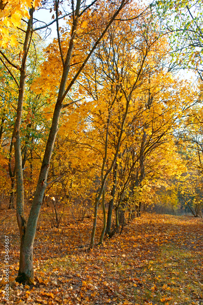 Naklejka premium falling leaves in autumn forest