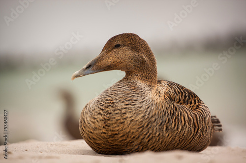 eider