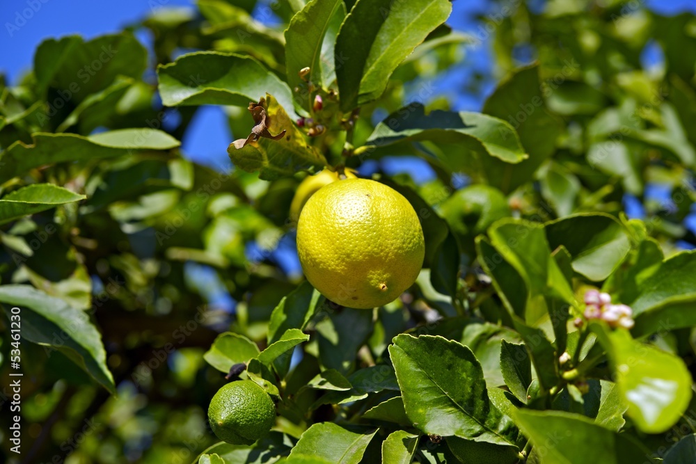 Lemon Tree Lemon Tree