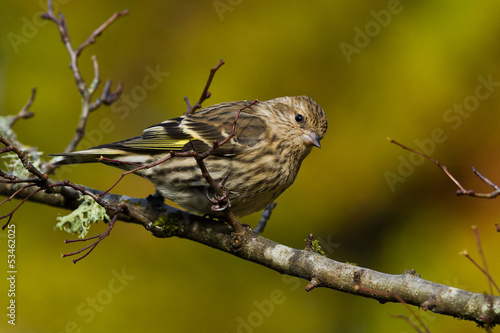 Pine Siskin (Carduelis pinus).  The Pine Siskin is a North American bird in the finch family.  Сосновый чиж. photo