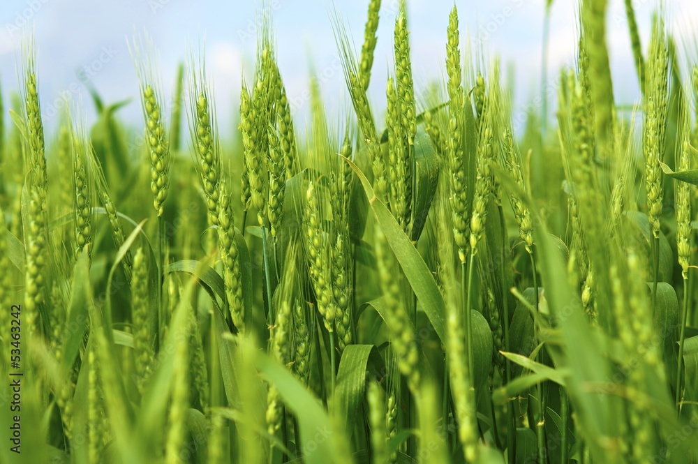 Obraz premium Young Wheat Ears
