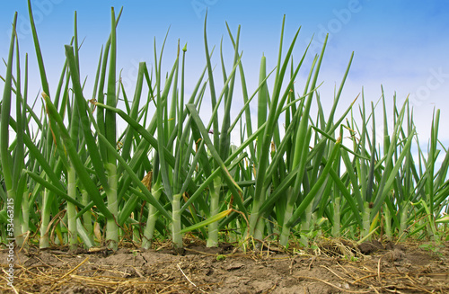 Onion field