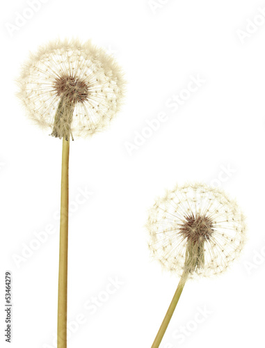 Dandelions isolated on white