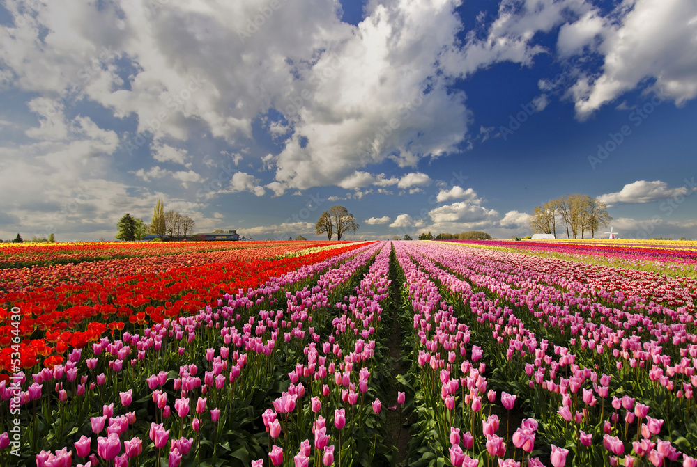 The beautiful Tulip Fields of Oregon