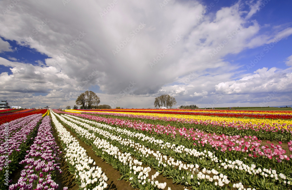 The beautiful Tulip Fields of Oregon The beautiful Tulip Fields of Oregon
