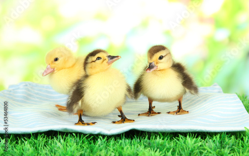 Cute ducklings on fabric, on green grass, on bright background