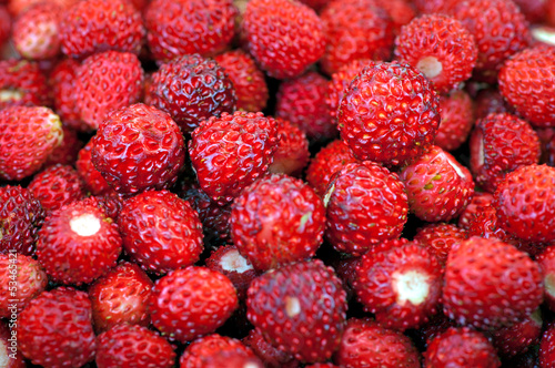 fresh wild strawberries