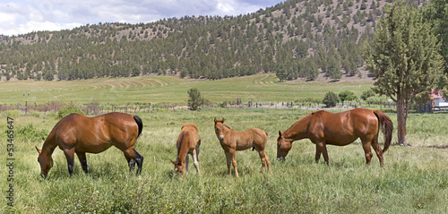 Fototapeta Naklejka Na Ścianę i Meble -  Many Brown Horses in Field Panorama