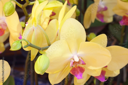 Fototapeta Naklejka Na Ścianę i Meble -  orchidée