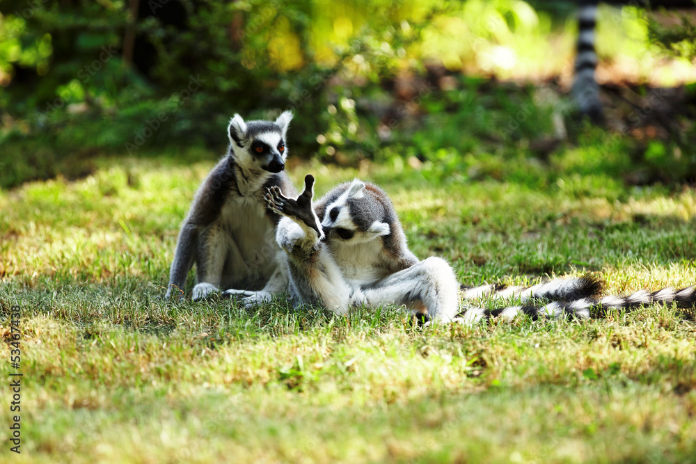 Cute lemur kata living in a group