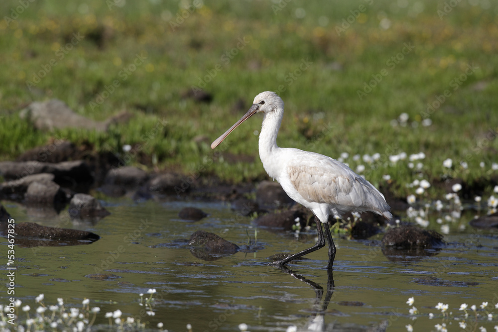 Spoonbill, Platalea leucorodia Spoonbill, Platalea leucorodia