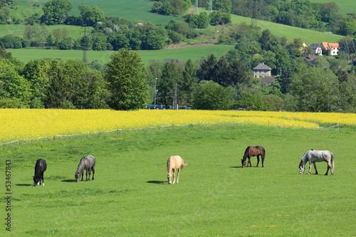 Grazing brown Horses on the green Pasture