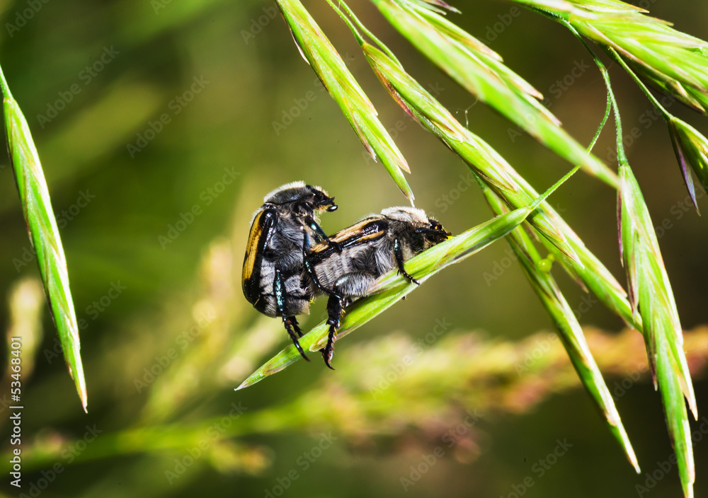 brown beetles on a blade of grass brown beetles on a blade of grass