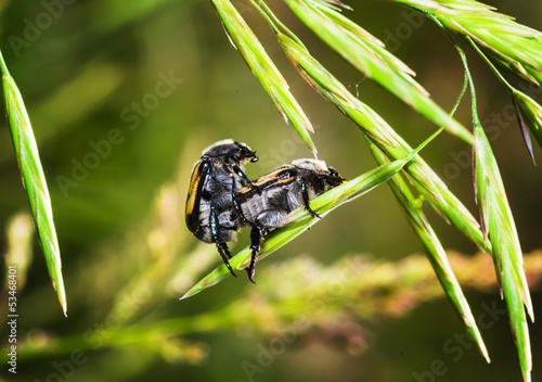 brown beetles on a blade of grass