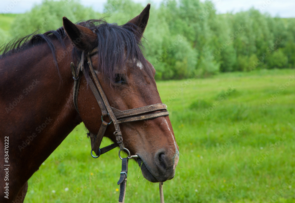 a horse's head