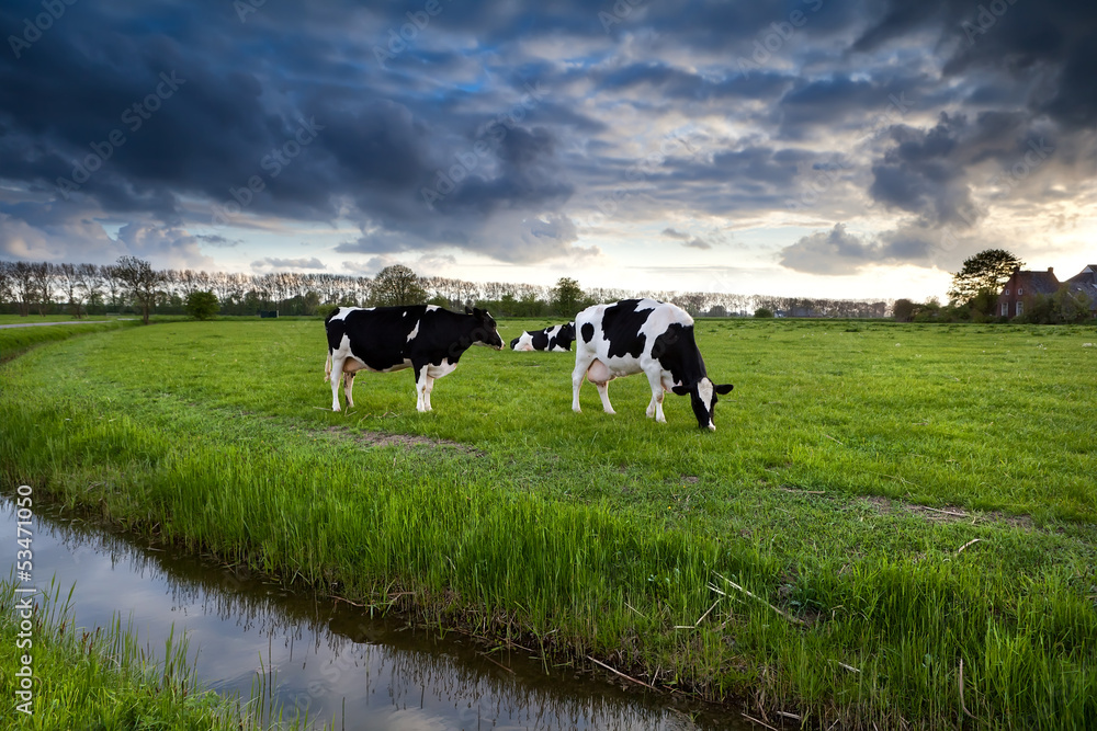 black and white cows on pasture before sunset black and white cows on pasture before sunset