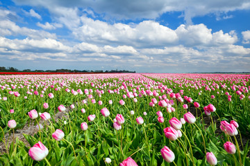 Wandcirkels Tulp Roomroze tulpen onder blauwe lucht  © Olha Rohulya