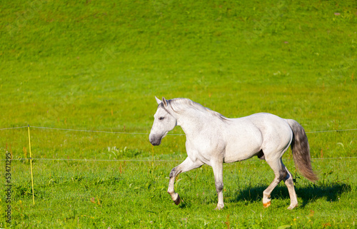 Gray Arab horse gallops on a green meadow © Shchipkova Elena