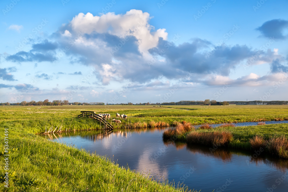 beautiful sky over pastoral with sheep