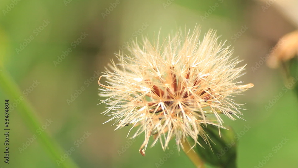 Flower. Find similar clips in our portfolio. Flower. Find similar clips in our portfolio.