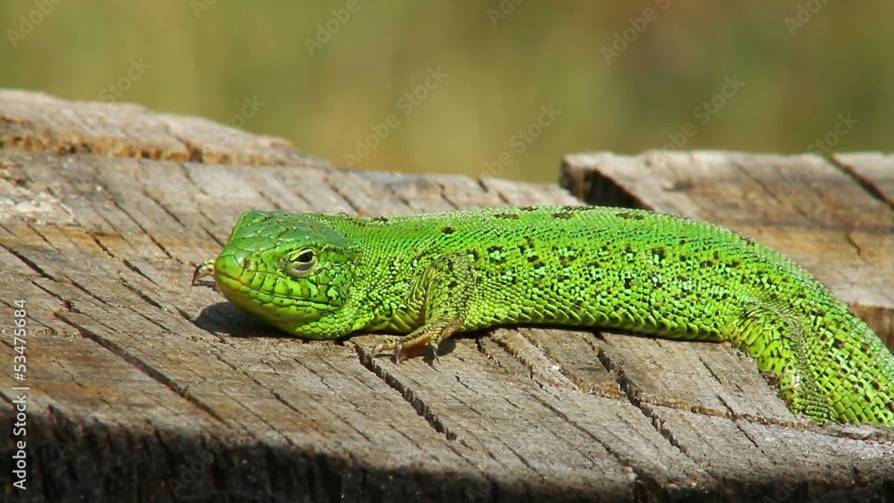 Sand lizard male basking in the sun upon the stump Sand lizard male basking in the sun upon the stump