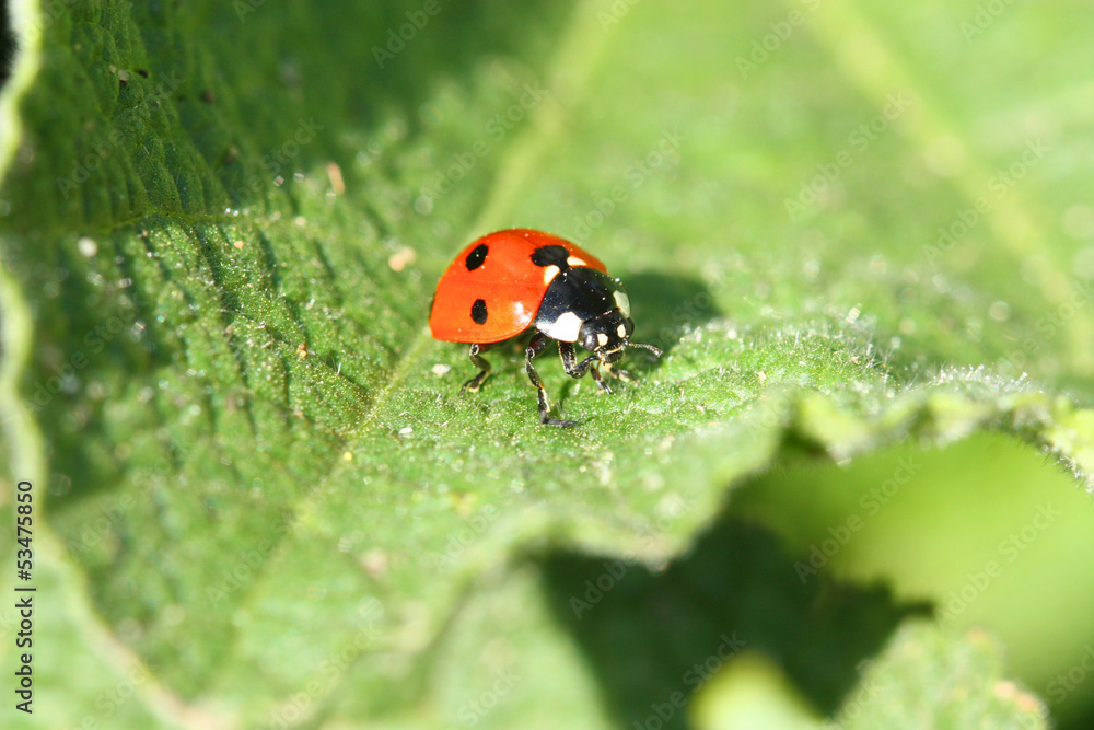 Fototapeta premium Ladybug on green leaf. Macro