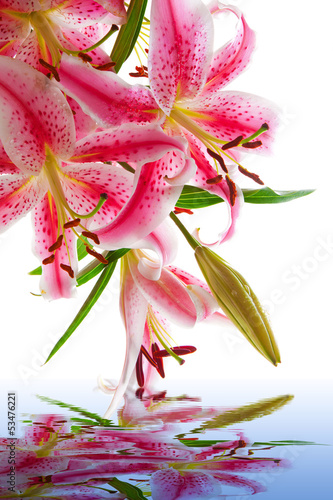 Fototapeta Naklejka Na Ścianę i Meble -  Image of pink stargazer lily, isolated on white. 