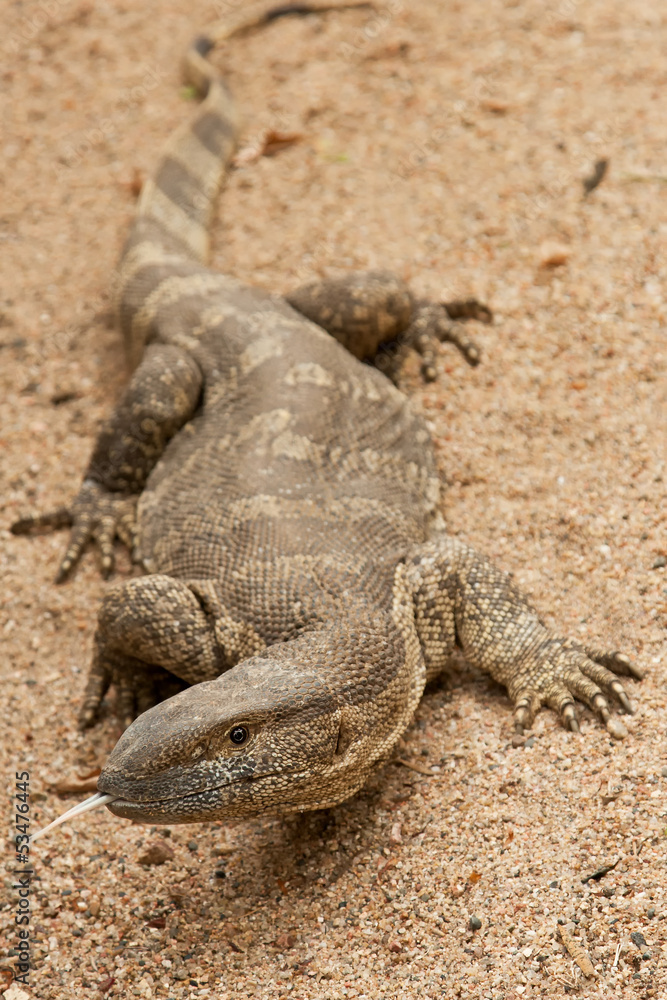 Fototapeta premium Portrait of a Water Monitor