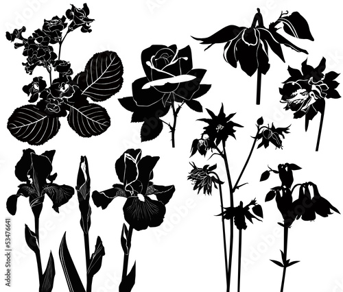collection of irises flowers roses orchids columbine