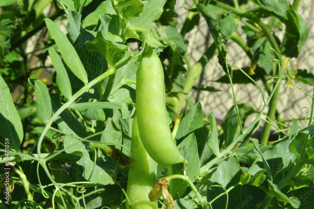 Obraz premium green peas